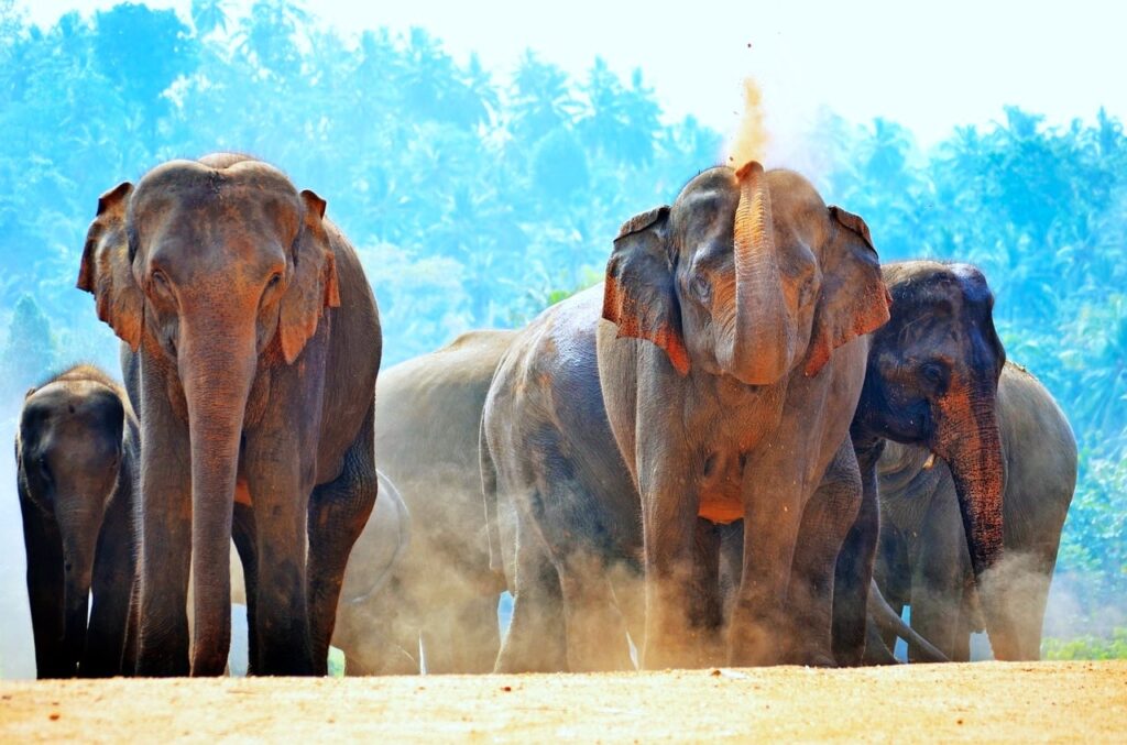 Sigiriya national park